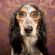 Illustration for article titled People Think Their Dogs Are A Lot Smarter Than They Really Are